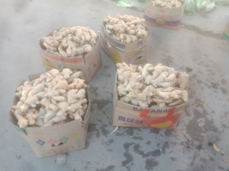 【优选生姜】生姜种植地批发老姜黄姜一手货源