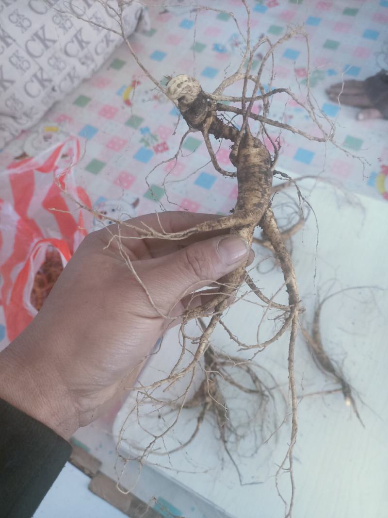 野山参18年的，可以视频看货