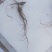 野山参18年的，可以视频看货，，，，