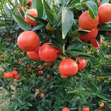 东方红蜜橘，（红橘）世纪红，红渡好，个头均匀，口感脆甜
