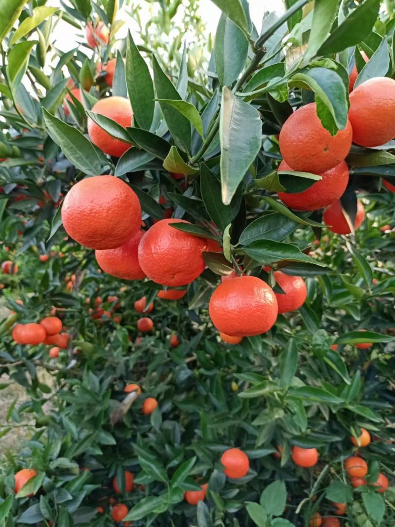 东方红蜜橘，（红橘）世纪红，红渡好，个头均匀，口感脆甜