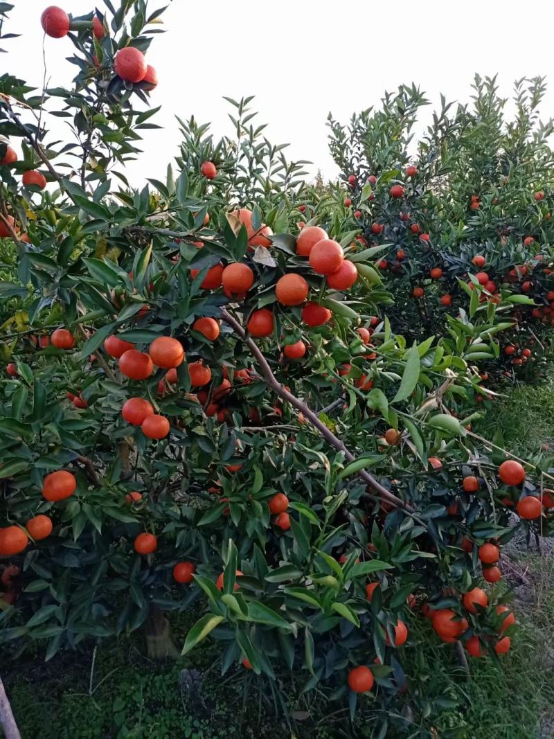 东方红蜜橘，（红橘）世纪红，红渡好，个头均匀，口感脆甜