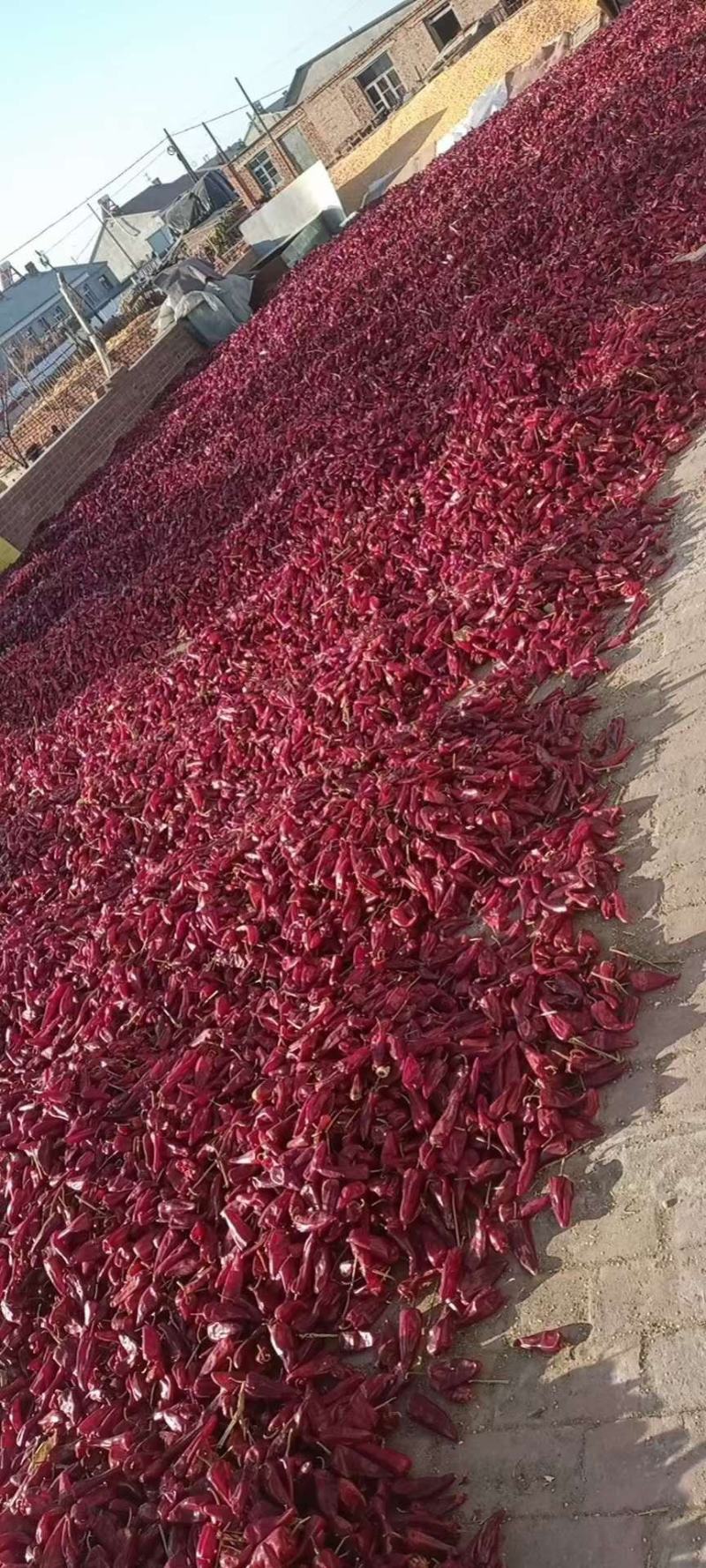 千金红北京红干辣椒落地椒花皮内蒙产区大量上市
