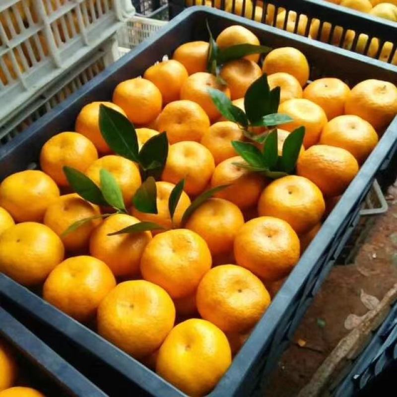 大石门柑桔蜜橘皮薄汁多口感好商超品质24小时在线