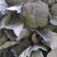 西兰花大量上市一手货源