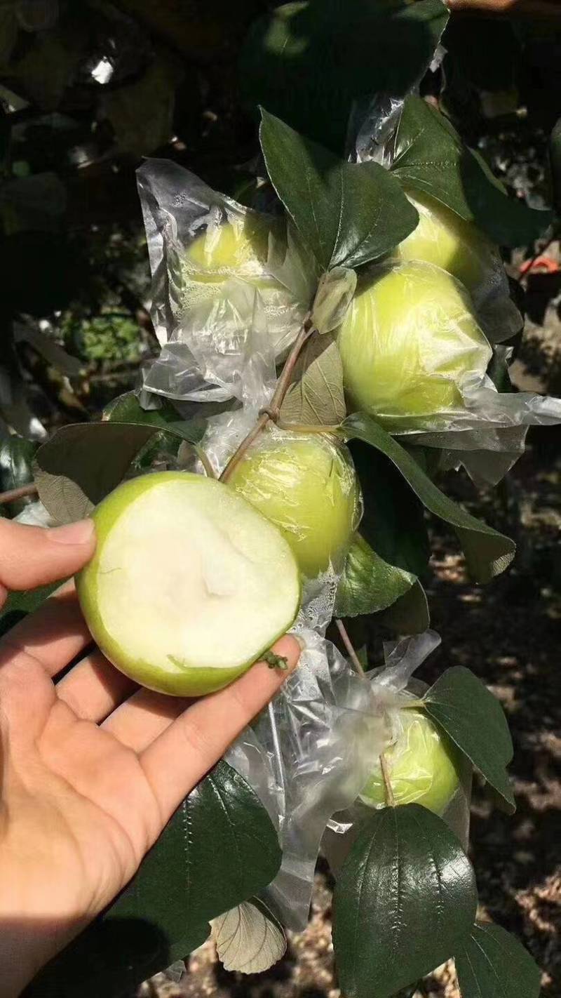 台湾大青枣，五十仔，苹果枣种苗新鲜应季当季枣子