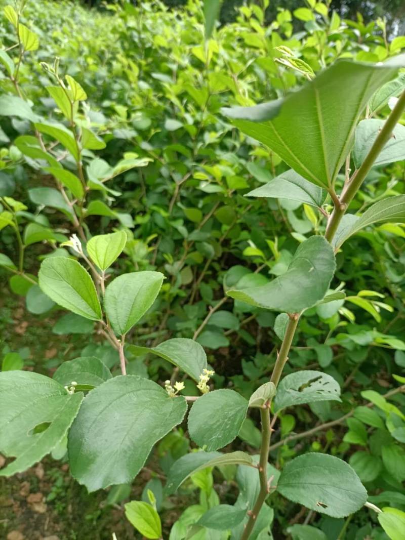 台湾大青枣，五十仔，苹果枣种苗新鲜应季当季枣子