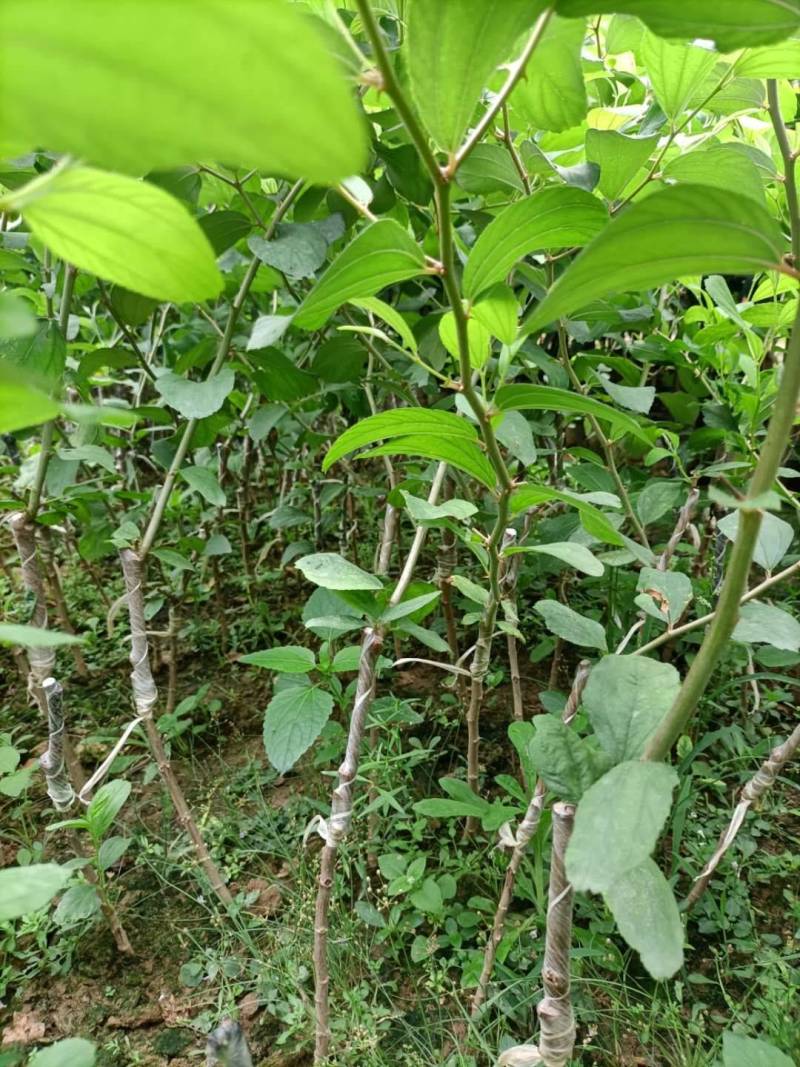 台湾大青枣，五十仔，苹果枣种苗新鲜应季当季枣子
