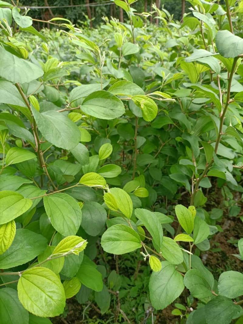 台湾大青枣，五十仔，苹果枣种苗新鲜应季当季枣子