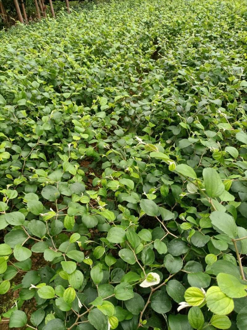 台湾大青枣，五十仔，苹果枣种苗新鲜应季当季枣子