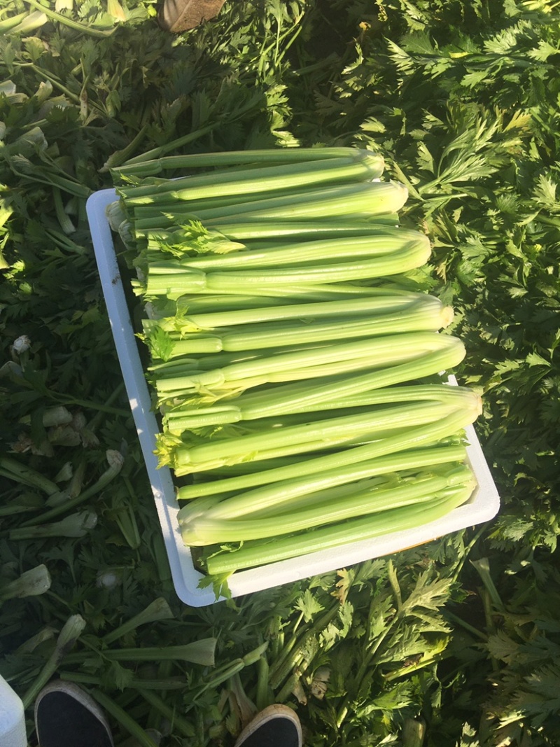 大棵、中棵优质杭州西芹，量大质优，可根据客户要求加工。