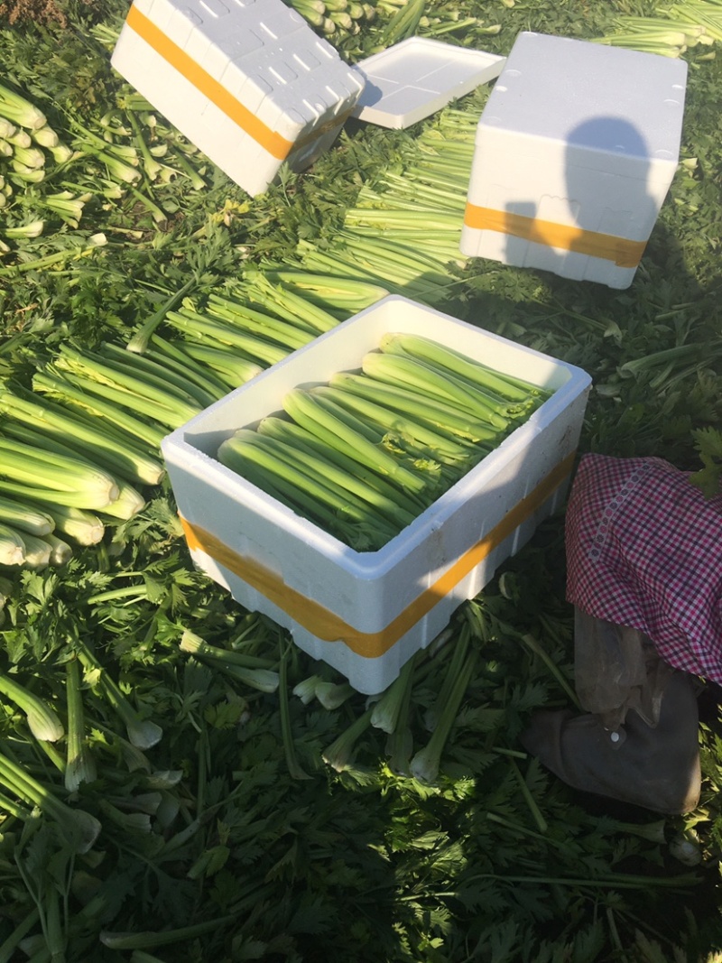 大棵、中棵优质杭州西芹，量大质优，可根据客户要求加工。