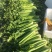 大棵、中棵优质杭州西芹，量大质优，可根据客户要求加工。