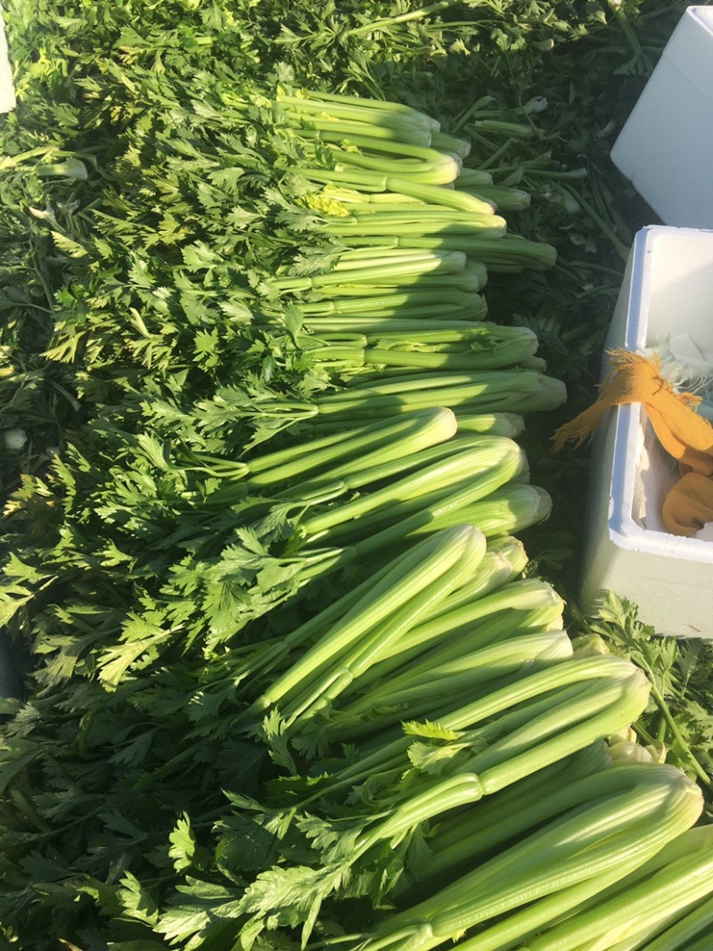 大棵、中棵优质杭州西芹，量大质优，可根据客户要求加工。