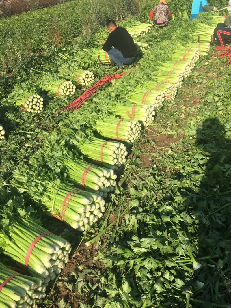 芹菜山东西芹芹菜上市中，优质细棵.中棵菜做工精细
