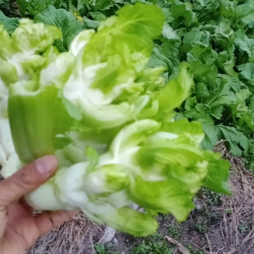 小脑壳儿菜，早儿菜陆续上市