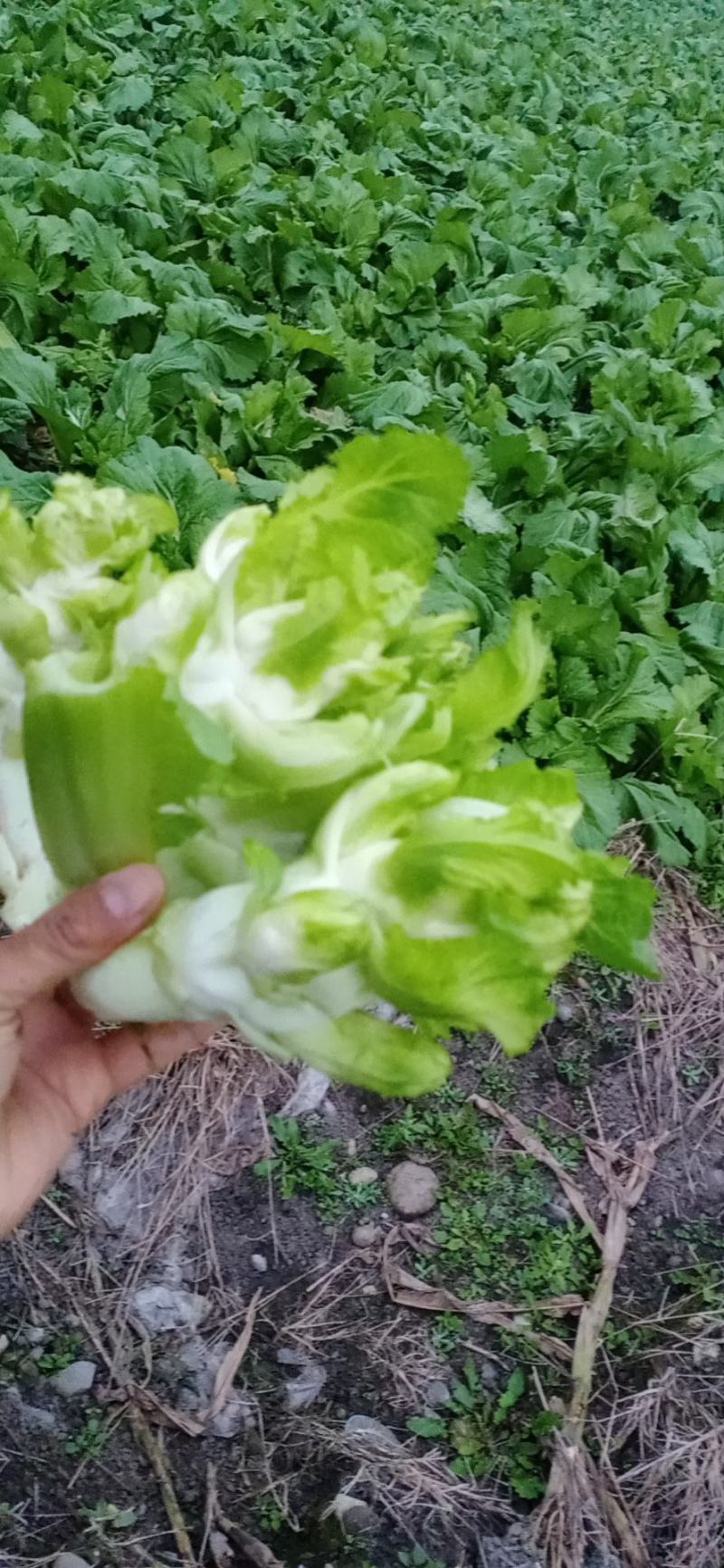小脑壳儿菜，早儿菜陆续上市