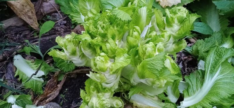 小脑壳儿菜，早儿菜陆续上市