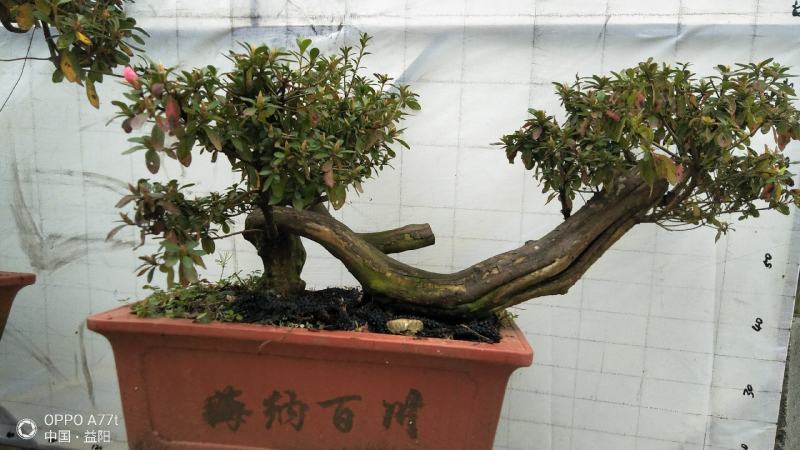 精品国旗红映山红黄色杜鹃紫色杜鹃鹿角杜鹃