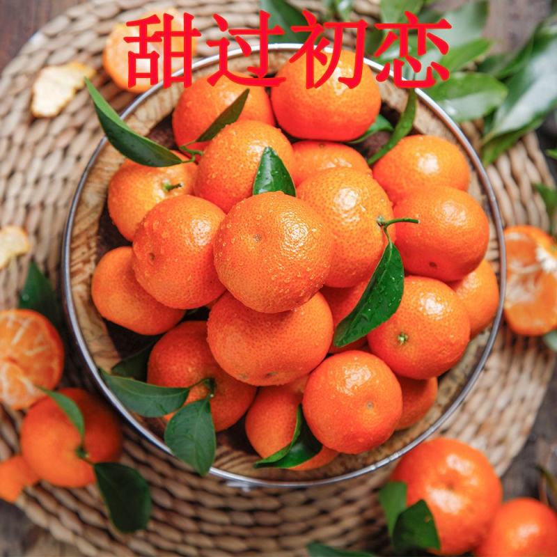 沙糖桔25万斤左右糖度0K果园直供，欢迎来电咨询