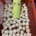 港湾贝丁现货，自己工厂加工