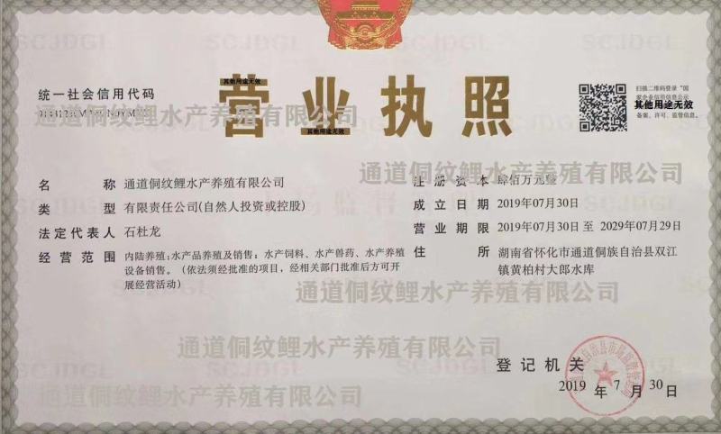 鲤鱼苗自己繁殖自己养殖绕开中间商直达原产地