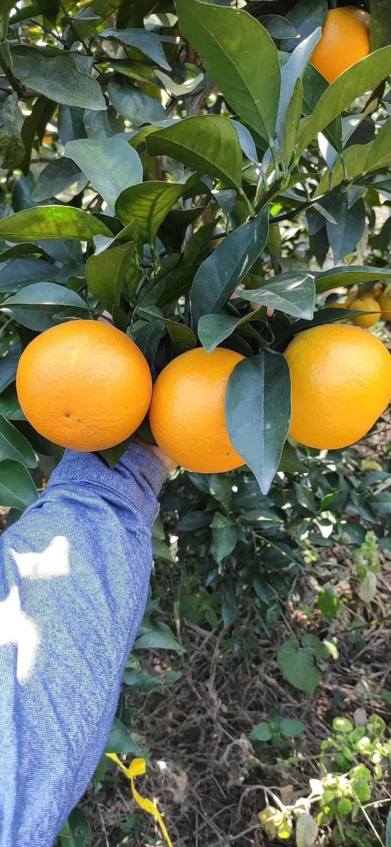 红江橙产地直达专线水果代办以及农户