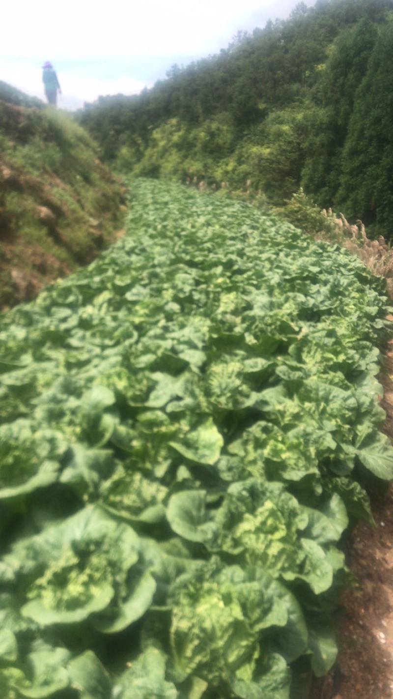 宁德市古田县高山精品夏阳白菜