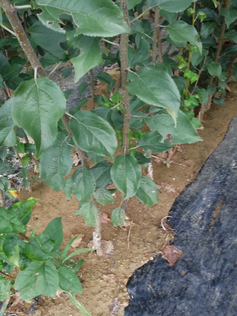 苹果树苗，红富土，国光，维纳斯苹果苗。