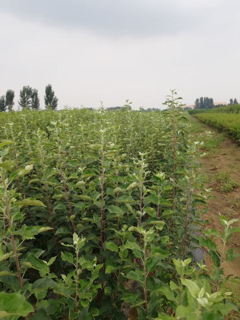 苹果树苗，红富土，国光，维纳斯苹果苗。