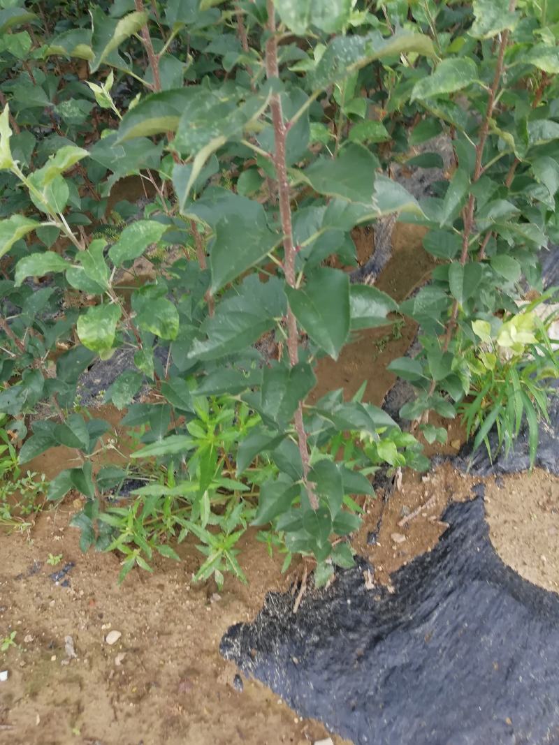苹果树苗，红富土，国光，维纳斯苹果苗。