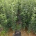 苹果树苗，红富土，国光，维纳斯苹果苗。