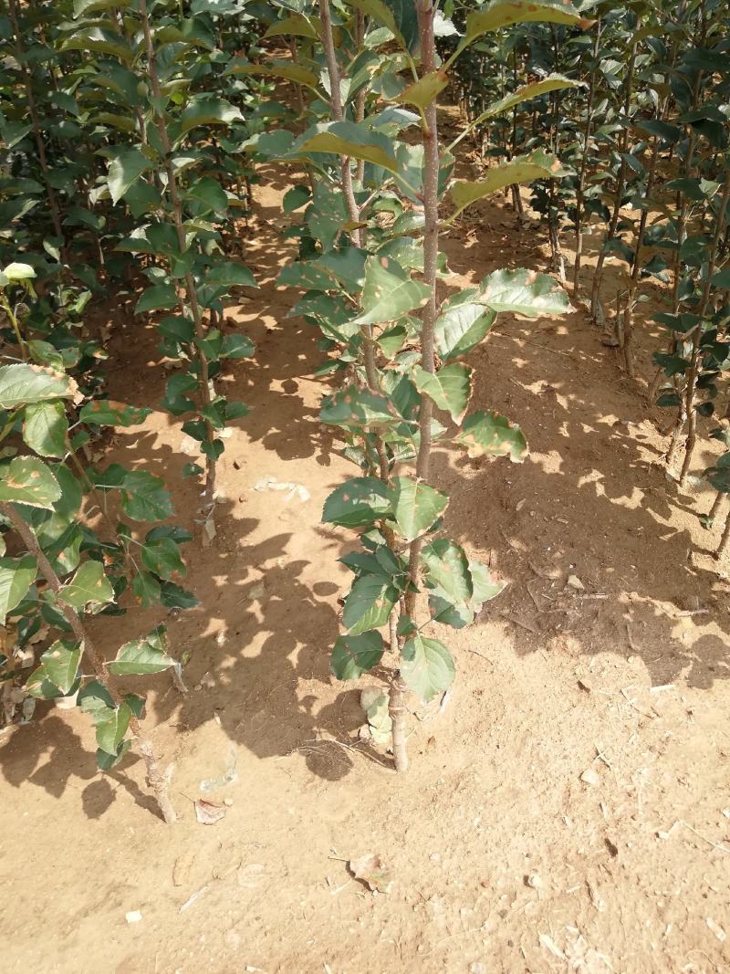 苹果树苗，红富土，国光，维纳斯苹果苗。