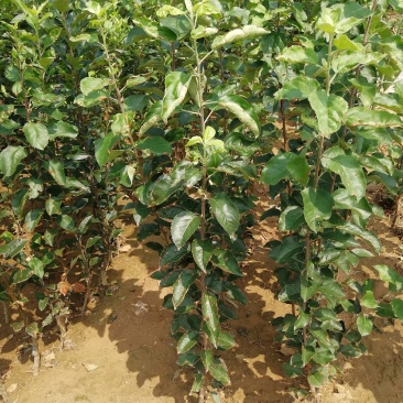 苹果树苗，红富土，国光，维纳斯苹果苗。
