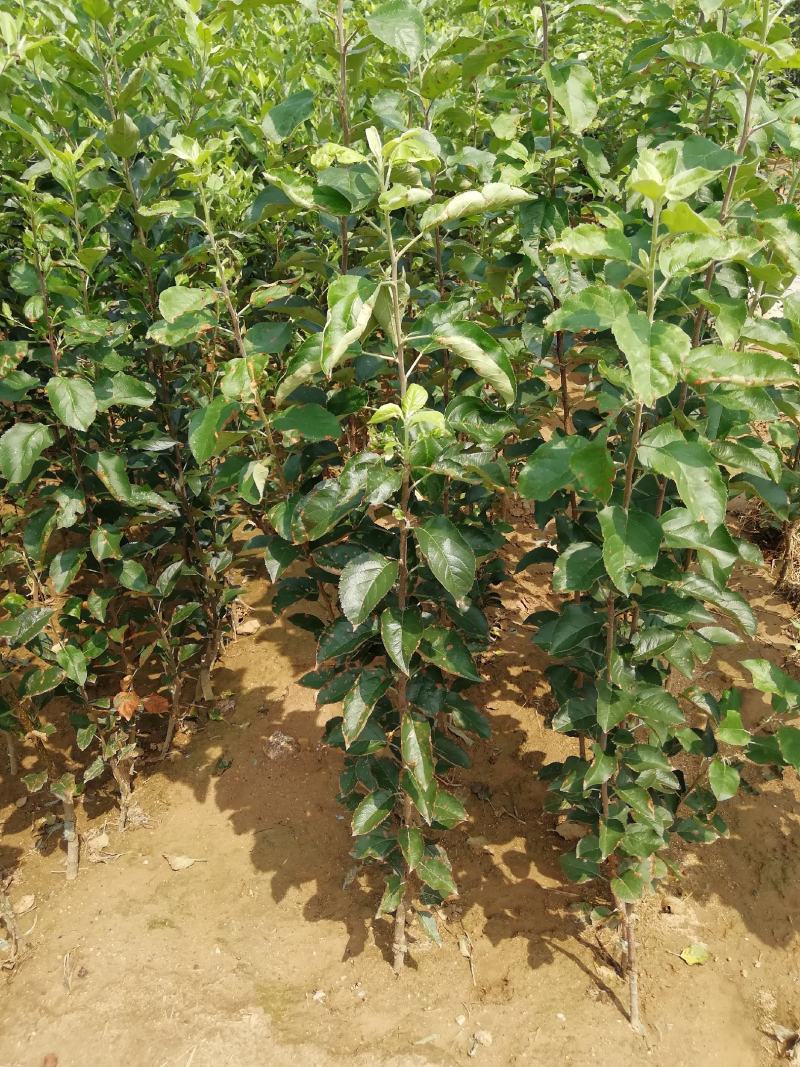 苹果树苗，红富土，国光，维纳斯苹果苗。