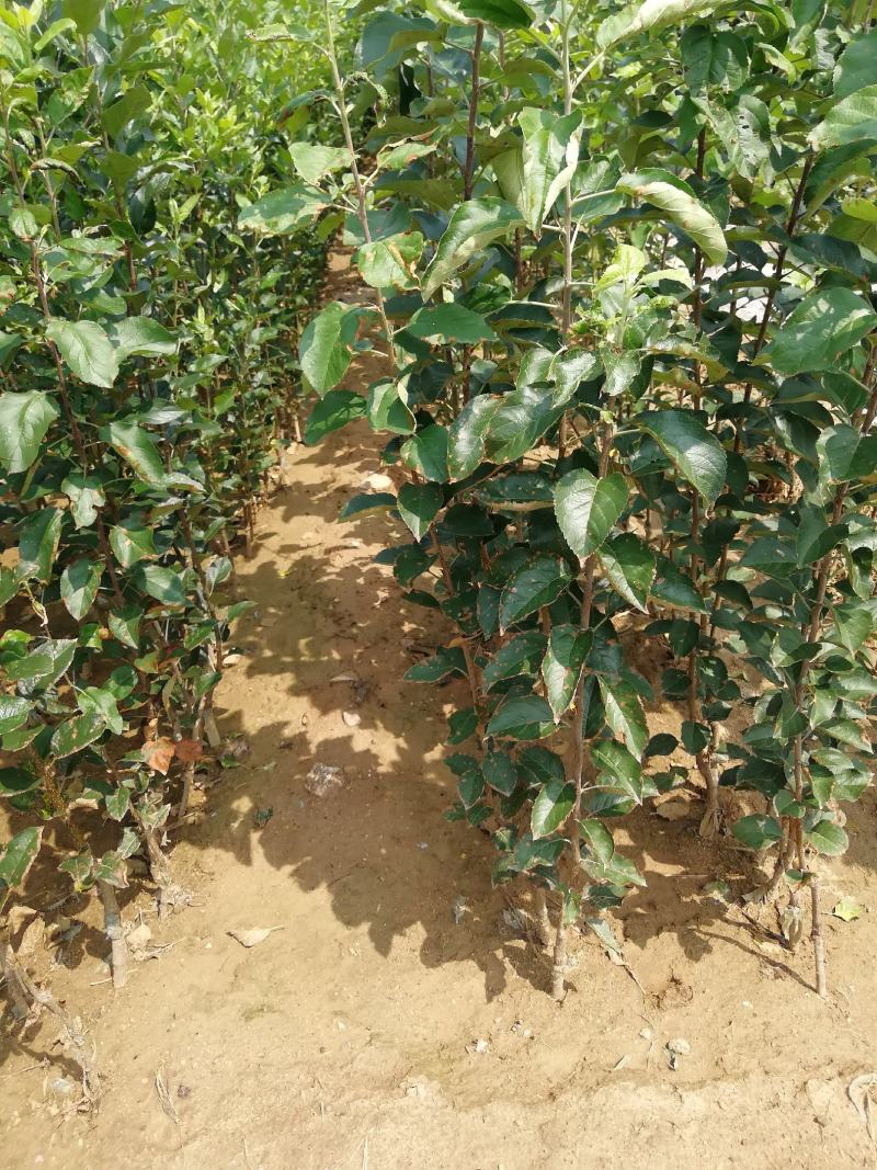 苹果树苗，红富土，国光，维纳斯苹果苗。