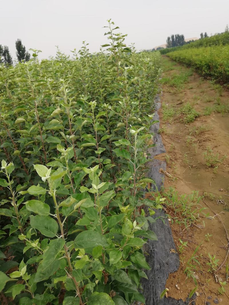 苹果树苗，红富土，国光，维纳斯苹果苗。