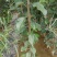 苹果树苗，红富土，国光，维纳斯苹果苗。