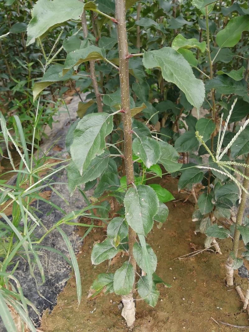 苹果树苗，红富土，国光，维纳斯苹果苗。