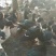 水库散养大花玉土公母