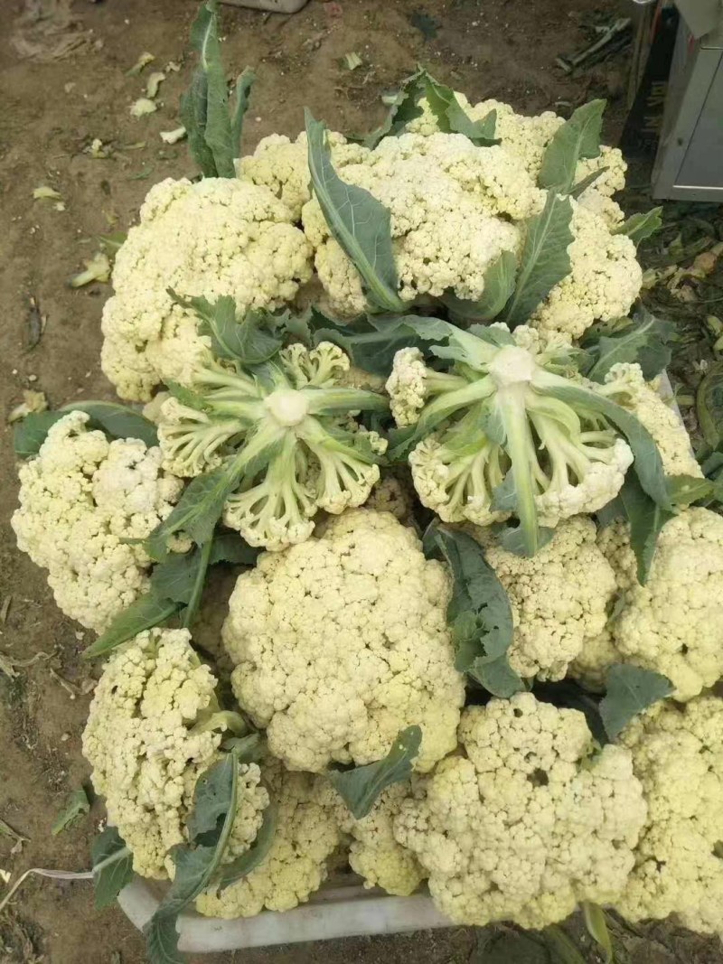 山东有机花种植基地，白面青梗有机花大量上市，质优价廉