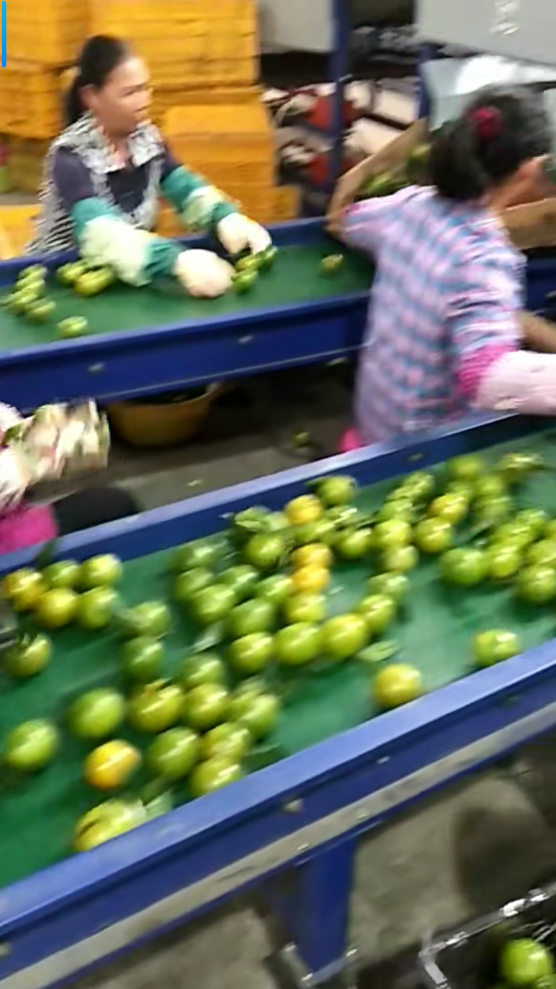 广西金秀县头排瑶壮砂糖桔