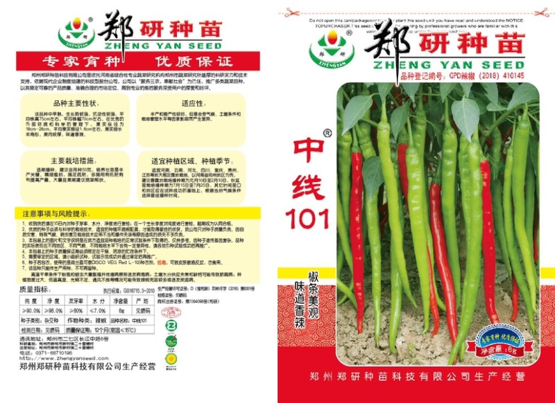 郑研线椒种子亮绿色辣味香浓果长50厘米椒条顺直