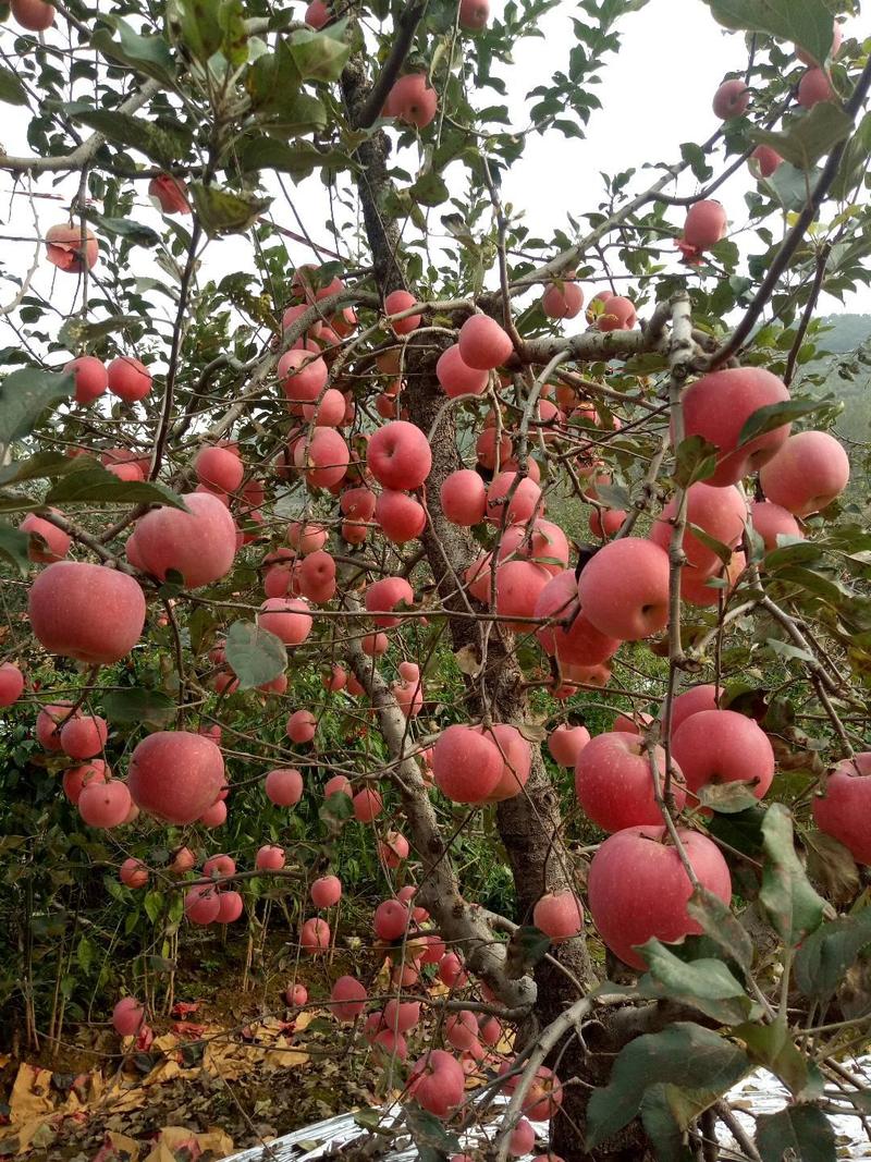 苹果冷库红富士苹果大量出库表光亮颜色好口感甜