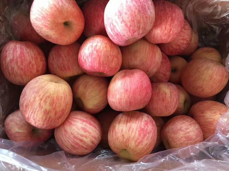 苹果冷库红富士苹果大量出库表光亮颜色好口感甜