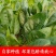 精品【大叶菠菜】产地直供品质保证货量充足价格便宜