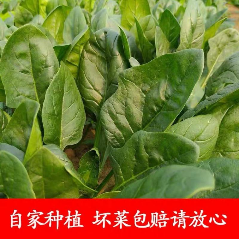 精品【大叶菠菜】产地直供品质保证货量充足价格便宜