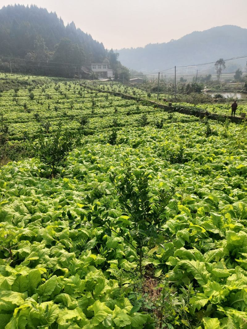 大型基地，接全国客商，圆萝卜，圆根萝卜,萝卜，圆白萝卜/