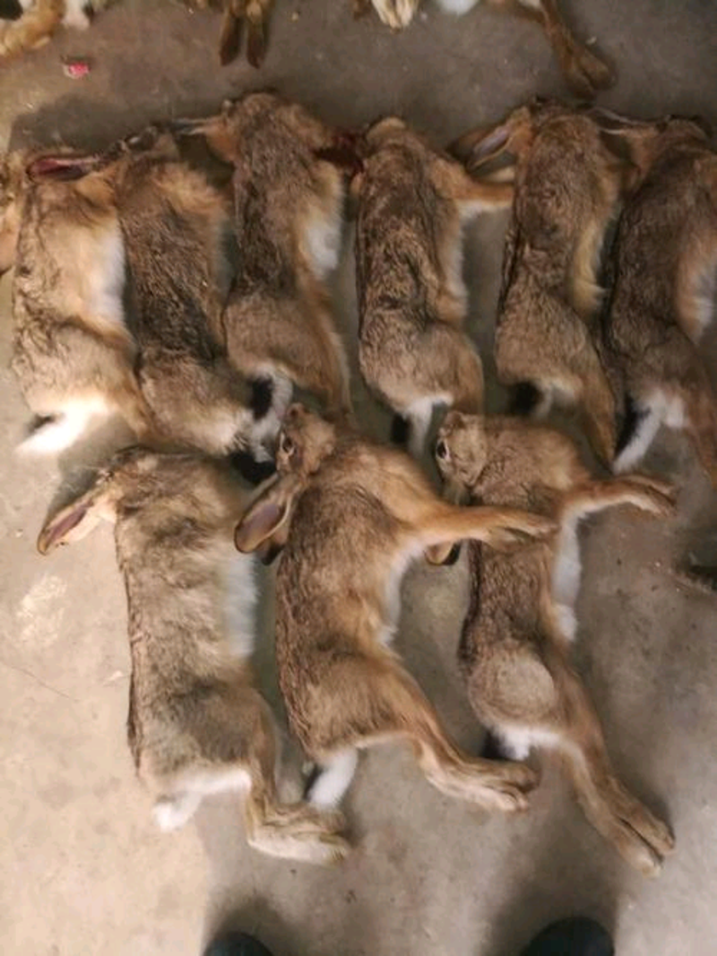 兔肉，纯野兔新鲜兔肉支持看货，精品货带毛去内脏新鲜货