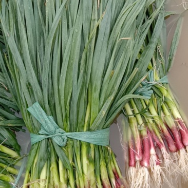 曲靖红根蒜苗毛豆蒜台代办